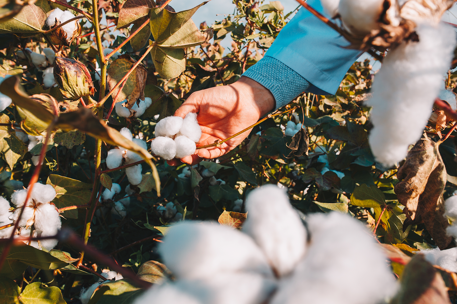 Estratégias para maximizar o cultivo de algodão